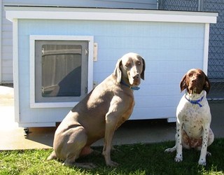 Dusty and Sierra - Illinois